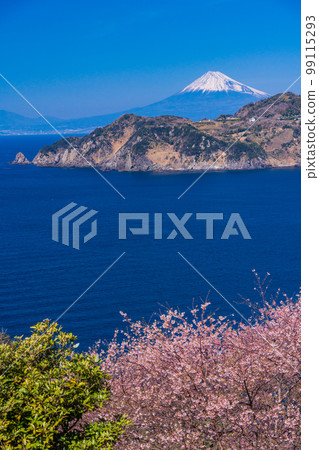 (Shizuoka Prefecture) The coastline of Nishiizu and Mt. Fuji seen from the early blooming cherry blossoms of Koganezaki 99115293