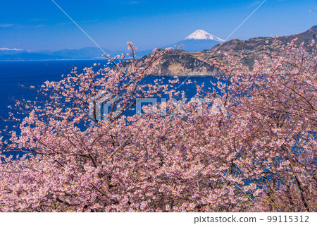 （靜岡縣）從小gan崎的櫻花盛開的西水和富士山的海岸線 99115312