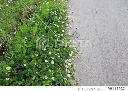開花在鄉下公路的白三葉草 99115382