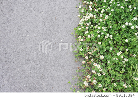 在路上成群結隊地生長的白三葉草 在路上成群結隊地生長的白三葉草 99115384