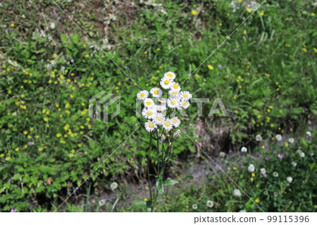 Halcyon flowers in early summer 99115396