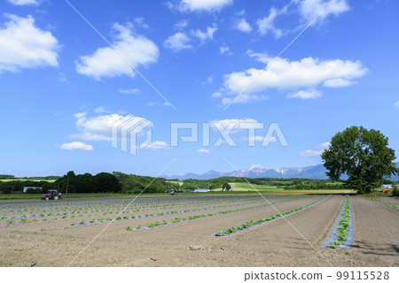 初夏的北海道上富良野町 99115528
