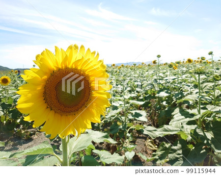 向日葵向日葵向日葵 99115944