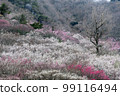 When the plum blossoms bloom in Yugawara plum grove (Makuyama Park) in Kanagawa Prefecture 99116494