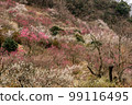 When the plum blossoms bloom in Yugawara plum grove (Makuyama Park) in Kanagawa Prefecture 99116495