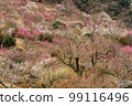 When the plum blossoms bloom in Yugawara plum grove (Makuyama Park) in Kanagawa Prefecture 99116496