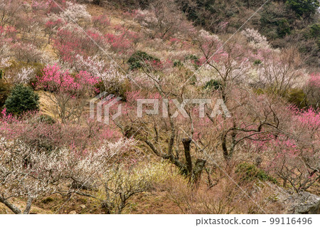 神奈川縣湯河原梅林(幕山公園)梅花盛開時 神奈川縣湯河原梅林(幕山公園)梅花盛開時 99116496