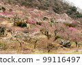 When the plum blossoms bloom in Yugawara plum grove (Makuyama Park) in Kanagawa Prefecture 99116497
