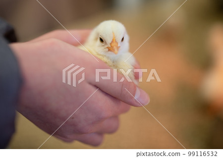 a chick held by a child 99116532