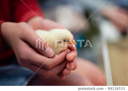 小孩抱的小雞 99116533