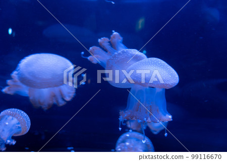 jellyfish jellyfish 99116670