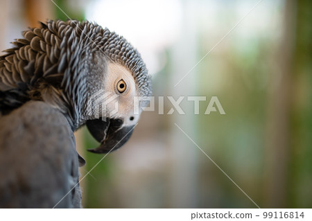 眼睛銳利的灰鸚鵡 99116814