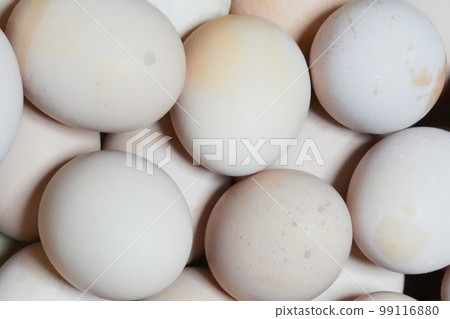 Nagoya cochin egg 99116880