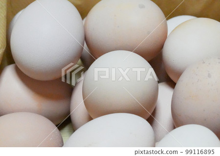 Nagoya cochin egg Nagoya cochin egg 99116895