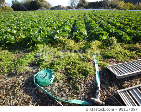 知多半島南知多 知多半島南知多 99117857