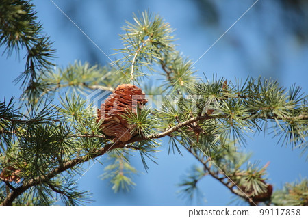 Pine cones of Himalayasugi 99117858