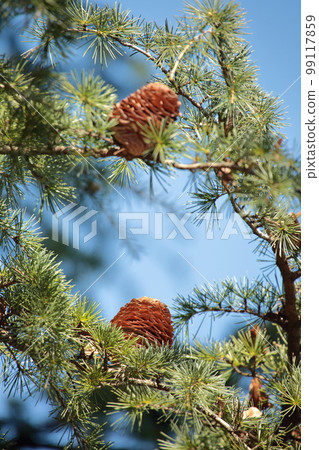 Pine cones of Himalayasugi 99117859