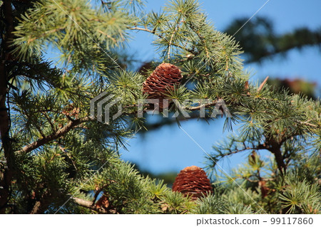 Pine cones of Himalayasugi 99117860
