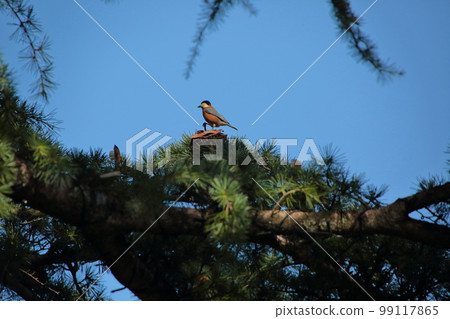 吃雪松和松果種子的各種各樣的山雀 吃雪松和松果種子的各種各樣的山雀 99117865