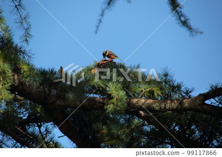 Varied tit eating cedar and pinecone seeds 99117866