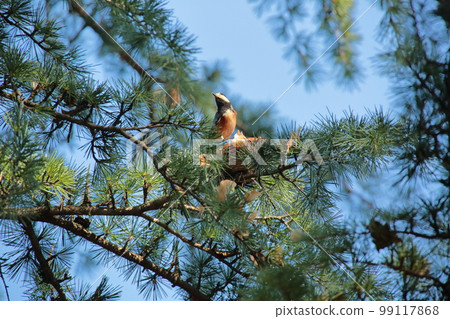 Varied tit eating cedar and pinecone seeds 99117868