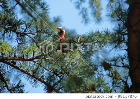 Varied tit eating cedar and pinecone seeds 99117870