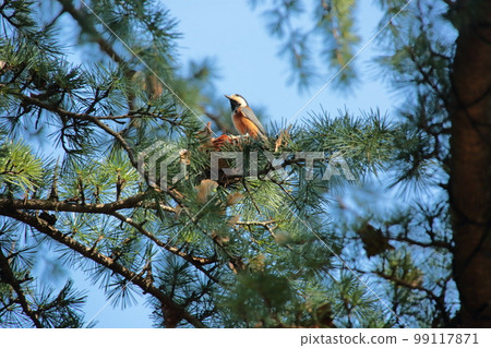 Varied tit eating cedar and pinecone seeds 99117871