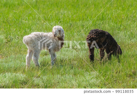Two very young lambs, one black and the other white, graze in a meadow with fresh grass Two very young lambs, one black and the other white, graze in a meadow with fresh grass 99118035