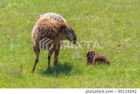 A sheep with a young lamb grazing on a green meadow among juicy grass, close-up A sheep with a young lamb grazing on a green meadow among juicy grass, close-up 99118042