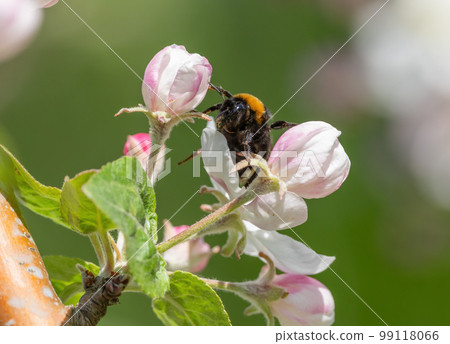 A shaggy bumblebee sits on an unopened bud of a blooming apple tree on a sunny spring morning A shaggy bumblebee sits on an unopened bud of a blooming apple tree on a sunny spring morning 99118066
