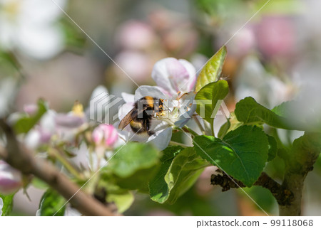 A shaggy bumblebee sits on the flower of a blooming apple tree collecting nectar and pollinating plants on a sunny spring morning A shaggy bumblebee sits on the flower of a blooming apple tree collecting nectar and pollinating plants on a sunny spring morning 99118068