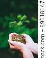 Female hand holding sprout wild pine tree in nature green forest. Earth Day save environment concept. Growing seedling forester planting 99118147
