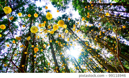 Mitsumata colony in Shinshiro City, Aichi Prefecture 99118946