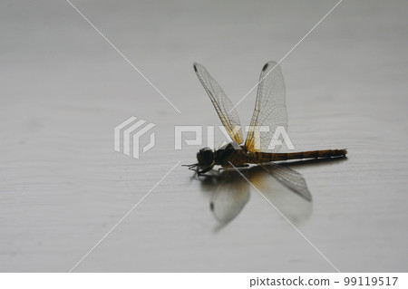 蜻蜓標本 蜻蜓標本 99119517