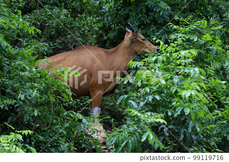 The female red cow in nature garden The female red cow in nature garden 99119716