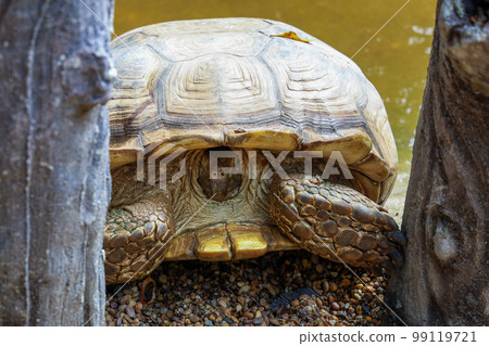 The big Sulcata tortoise is walking The big Sulcata tortoise is walking 99119721
