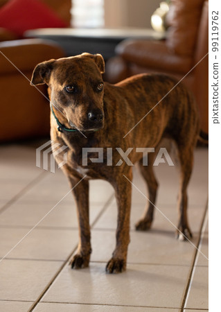 Scared dog staying on the tiled floor in a house. Guilty dog. 99119762