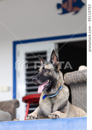 Portrait of Shepherd dog. Dog guarding on the porch. 99119763