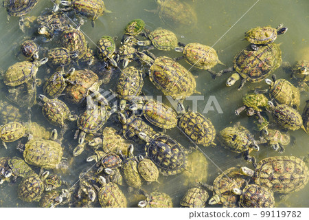 The crowd of turtles in the pond 99119782