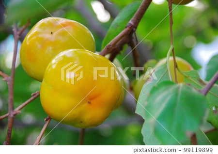 immature persimmon immature persimmon 99119899