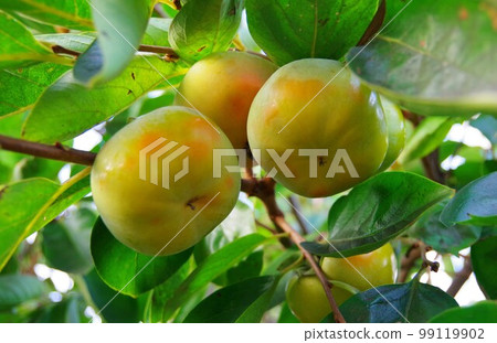 immature persimmon immature persimmon 99119902