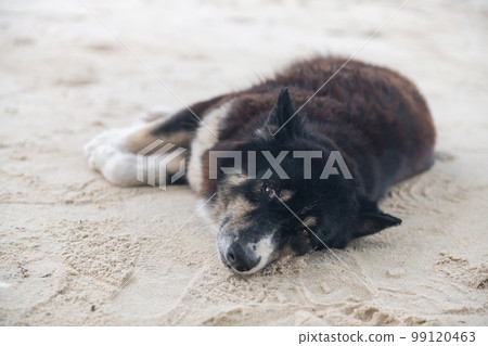 Happy black dog lying on white sand beach Happy black dog lying on white sand beach 99120463