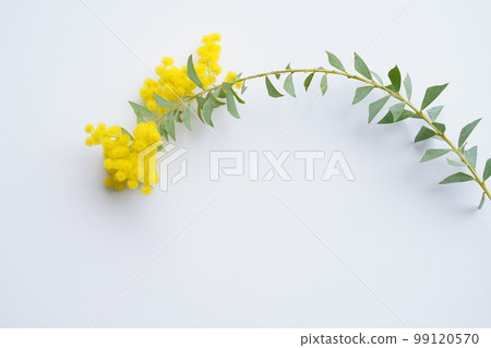 單三角葉金合歡 99120570