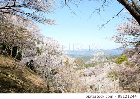 Yoshinoyama Kamisenbon 12 99121244