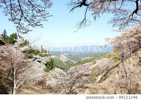 Yoshinoyama Kamisenbon 13 Yoshinoyama Kamisenbon 13 99121246