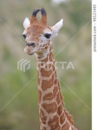 Baby Giraffe head close up 99121485