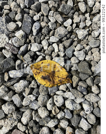 碎石路上的落葉 99122142
