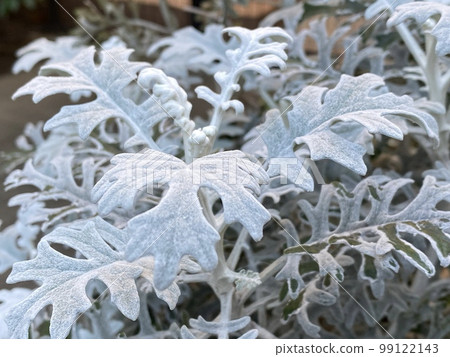 White daisy blooming on the roadside in Tokyo. White daisy blooming on the roadside in Tokyo. 99122143