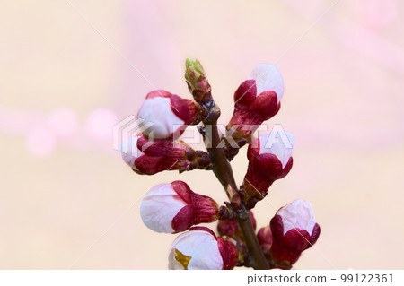 Pink red magenta delicate buds of fruit tree branch on pale pink Pink red magenta delicate buds of fruit tree branch on pale pink 99122361