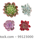 Photo with colorful succulents on a white background 99123000